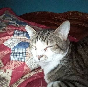 Meet your Posher, Patsy